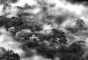 雾锁山林—丁小满 2013年10月拍摄于狮子峰